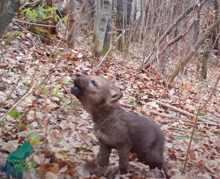 Trail camera captures the first howls of a sweet tiny wolf pup