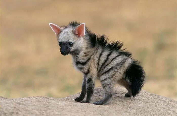 Meet The Aardwolf, The Cutest Animal You’ve Probably Never Heard Of