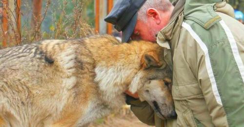 Forester Feeds Hungry Female Wolf, Two Months Later Three Wolves Thanked Him