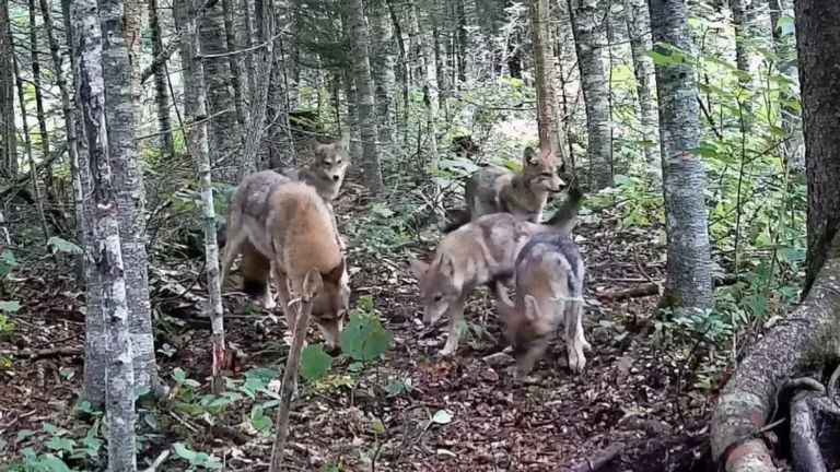 Could these be wolf pups in northern Maine?