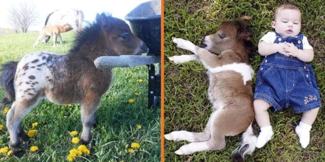 Meet The Adorable Miniature Horse – And Yes, They Are Fully Grown!