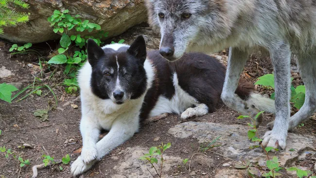 Are dogs smarter than wolves?