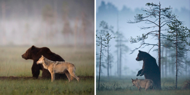 Photographer Documented The Friendship Between A Grey Wolf And A Brown Bear