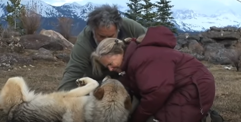 Wolf With Crippling Neurological Condition Responds To Energy Healing
