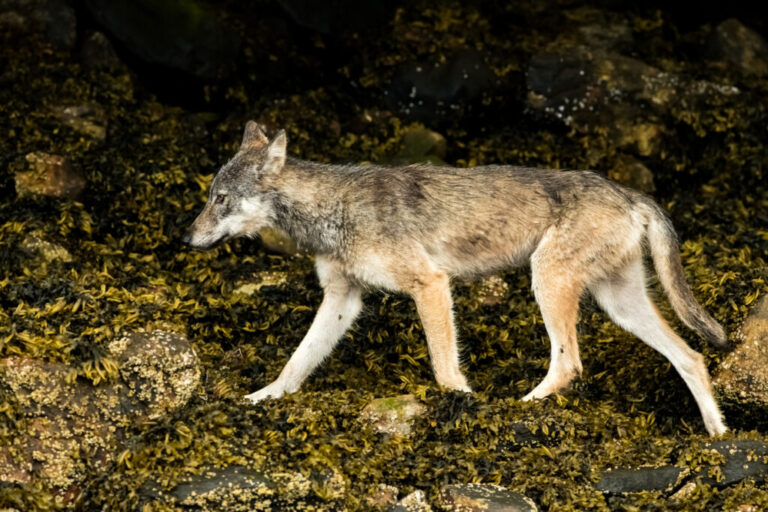 The Lives Of BC’s Coastal Wolves