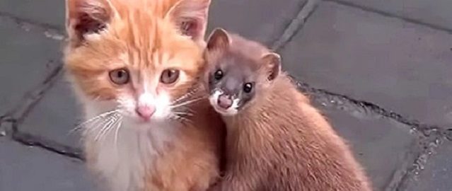 The amazing friendship between a kitten and a pet that conquered the Net