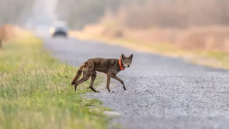 Endangered red wolf can make it in the wild, but not without `significant’ help, study says