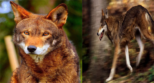Less Than 10 Left In The Wild, Red Wolf Is In Danger Of Extinction