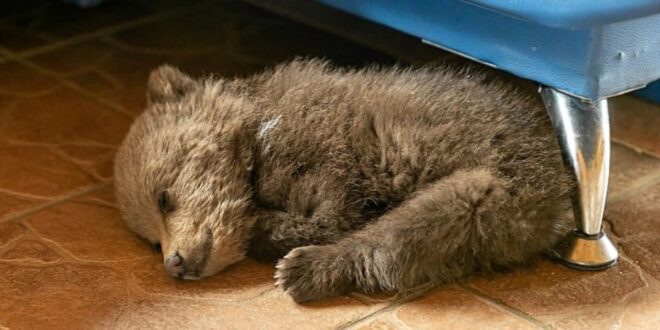 Man Adopts Tiny Bear Cub To Save Its Life After It Wandered Into A Village