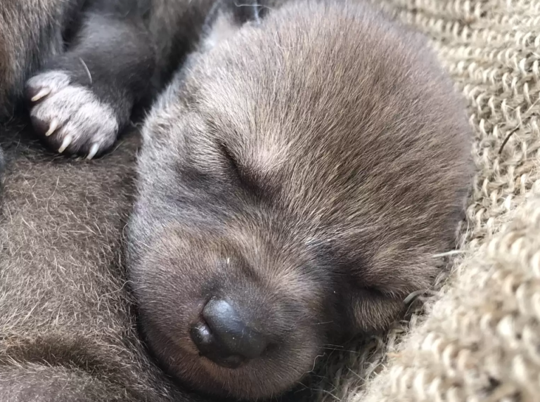 This Tiny Newborn Animal Has No Idea How Rare He Is