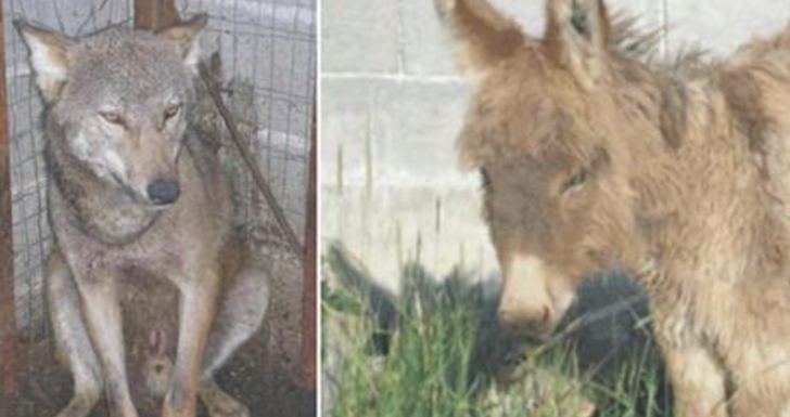 Friendship Between Captured Wolf And Donkey Sets Them Free