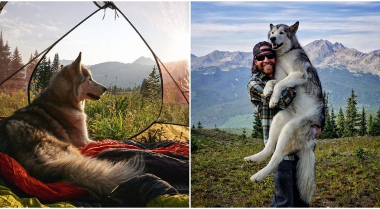 Wolf Dog Goes On Grand Adventures Instead Of Being Locked Away