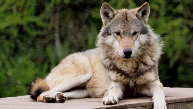 Entire pack of wolves put down after ‘anxious behaviour’ leaving carers heartbroken