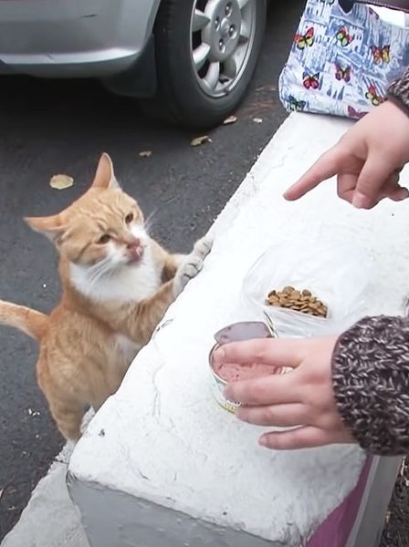 Stray cat refuses to eat unless food is in a bag: 1 day they follow her and discover her secret