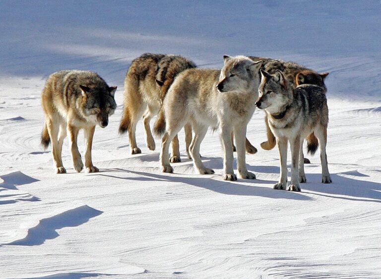 3 Isle Royale wolves found dead in mine shaft, researchers say