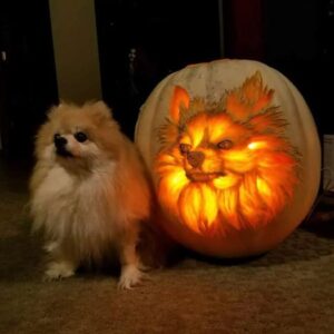Dog dad spends hours carving a pup-o-lantern to look exactly like his Pomeranian, Sophie