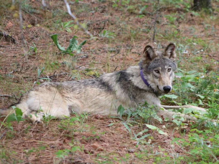 A famously far-ranging gray wolf is found dead in Southern California
