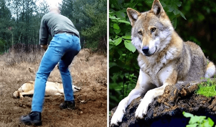 A man risks his life to help a wolf and her cubs! Years later, the wolf repays the favor by helping him