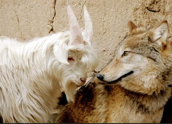 A wolf and a goat have become unlikely best friends in China.