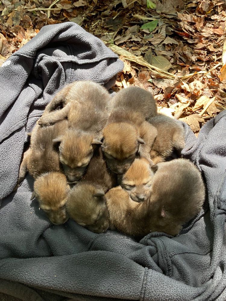 Adorable Litter of Endangered Red Wolf Pups Give Hope for Future of At-Risk Species