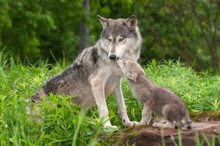 Adorable Video Shows Wolf Bringing “Toys” for Pups