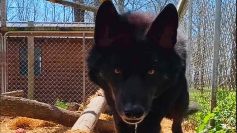Aggressive Wolf Dog Saved From Hoarder Changes His Behaviors When He Meets Woman