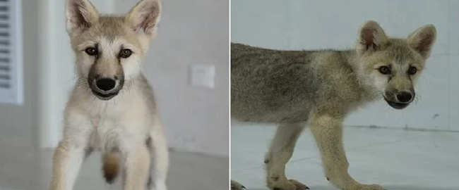 China cloned Arctic wolf for the first time