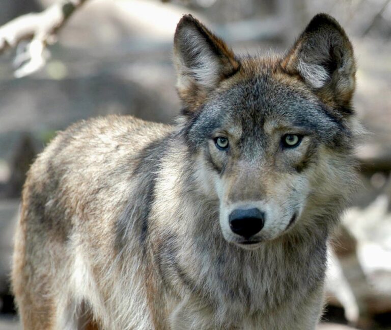 Dead moose, puppies not enough: House bans recreational wolf hunt