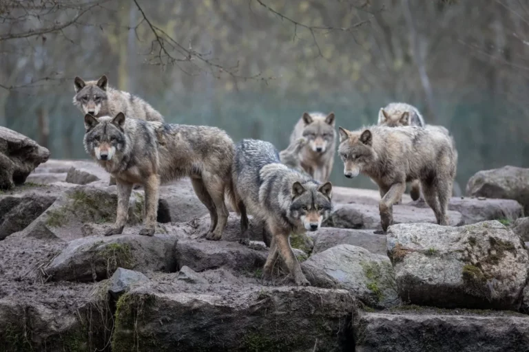 Debunking the Alpha Wolf: Why We Need to Rethink Our Understanding of Wolf Packs