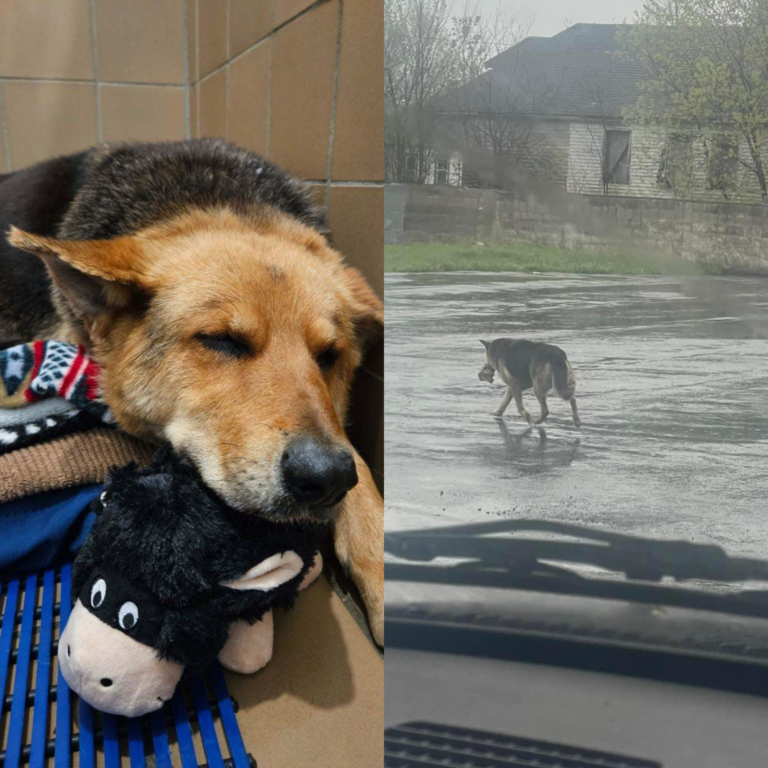 Dog found wandering streets of Detroit with stuffed animal gets rescued