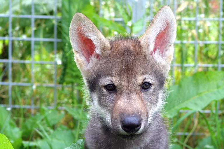 Fetching With Wolves: What It Means That A Wolf Puppy Will Retrieve A Ball