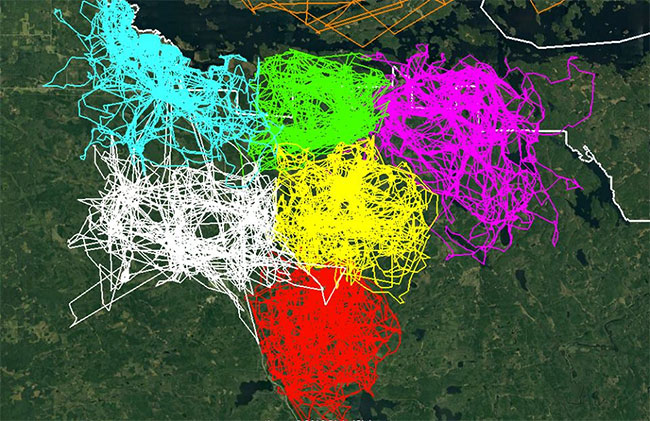GPS Map Composed Of 68,000 Pinpoints Tracks The Territorial Nature Of Minnesota Wolves