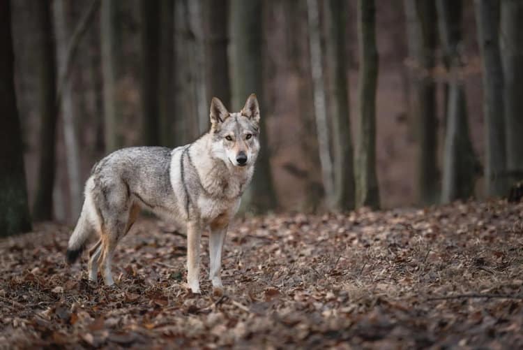 German Authorities Will Kill Hybrid Wolf-Dog Pups to Protect Wolf Population