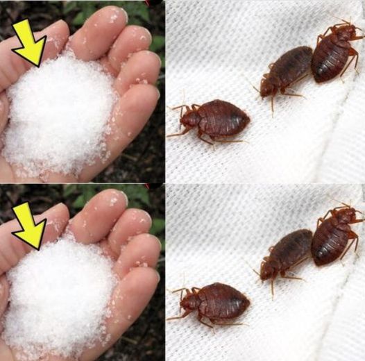 Goodbye to bedbugs in the garden, other than chemical insecticides: they float immediately
