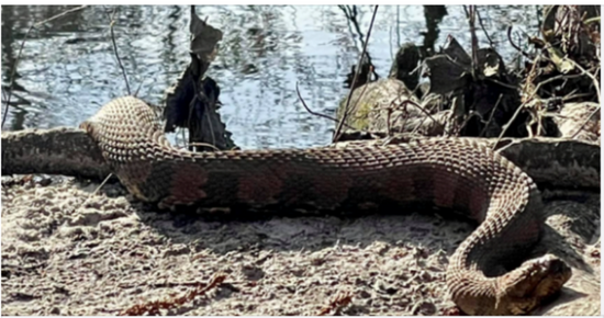An enormous snake was recently sighted by a hiker at Florence’s Jeffries Creek Park.  If Indiana Jones had seen this he would most certainly have turned around quickly.‘What A Beast!’ Huge Snake Found By Hiker Near South Carolina Creek