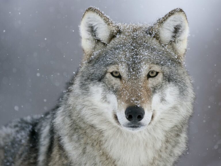Incredible Wolf Facts Everyone Should Know