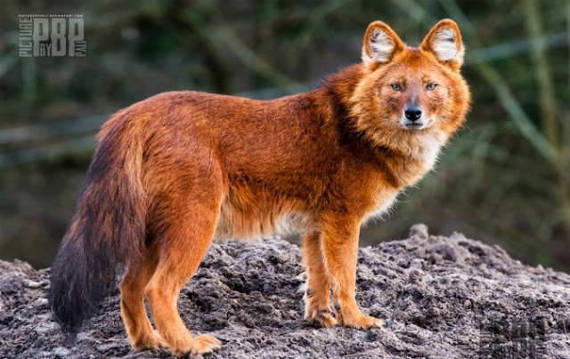 Meet The Amazing Looking Mountain Animal (The Dhole) From Asia