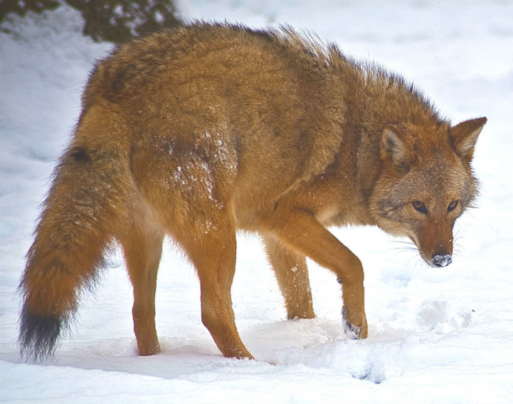Meet the Coywolf, a Coyote and Wolf Hybrid with a Growing Population
