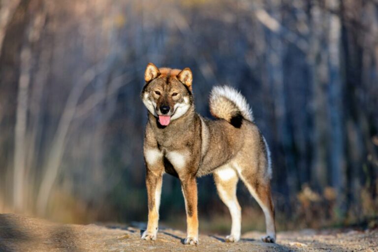 Mysterious wolf may hold clues to the origins of modern dogs