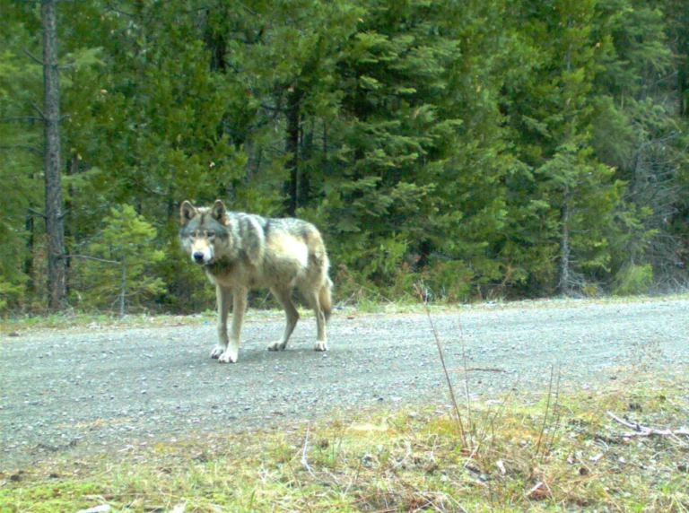 Oregon’s Legendary Wandering Wolf May Have Met A Mate