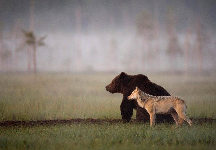 Photographer Documents the Beautifully Uncommon Friendship Between a Wolf and a Bear