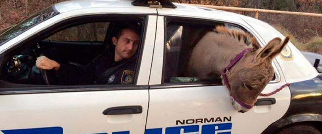 Police officer rescues a donkey from a busy highway and brings it safely to a patrol car