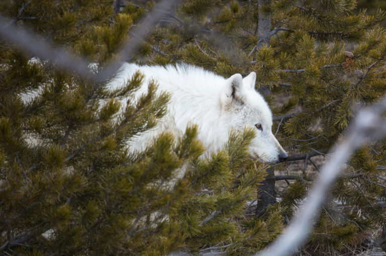 Rare white wolf in Yellowstone was shot, park reveals