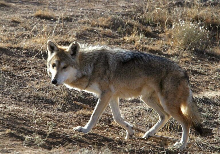 Roaming Mexican gray wolf captured