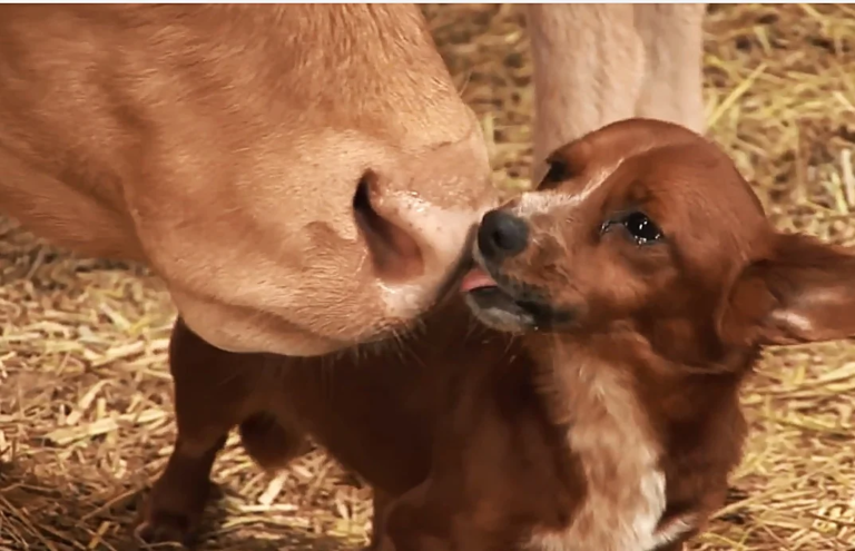 Sad pup separated from a cow who raised him – the camera captures tear-jerking moment they reunite again