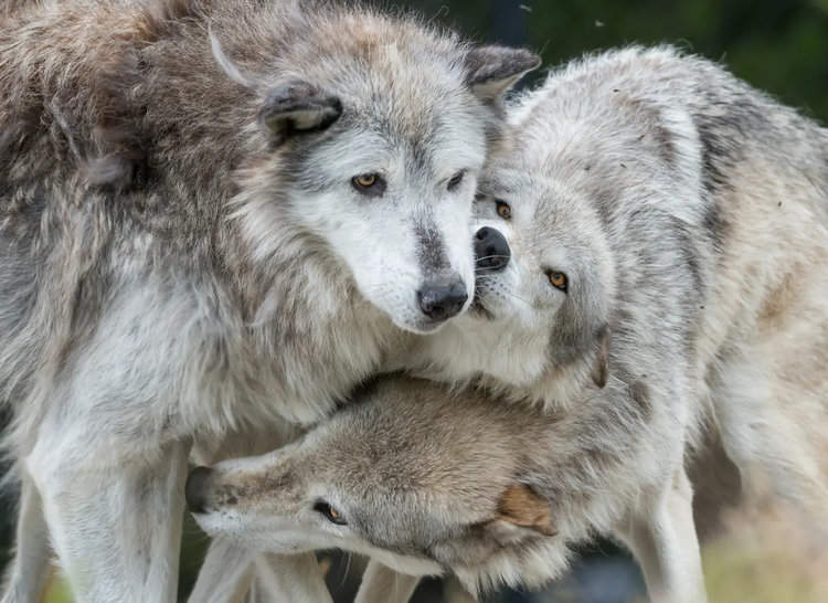 The case for reintroduction of the wolf and other species should not be based on the promise of an ecological nirvana