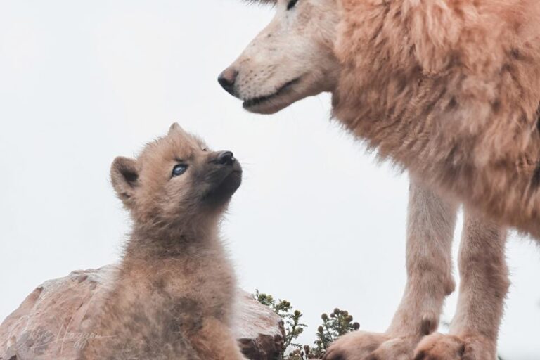 The last Arctic wolf pup to be born in South Lakes Safari Zoo