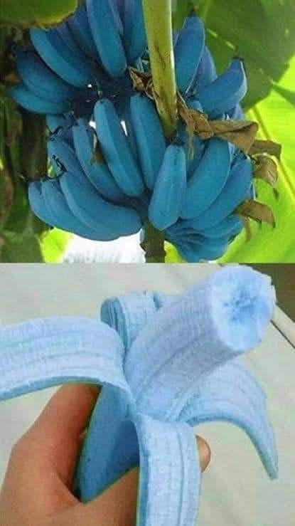 Strange reason why these blue banana’s grow like this