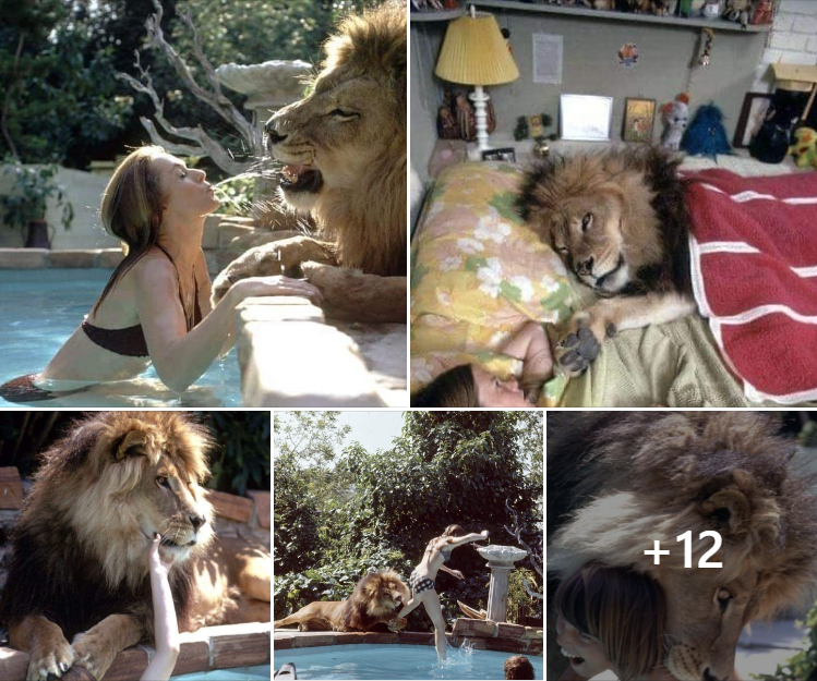 This Family Lived With A Real Lion Back In 1971