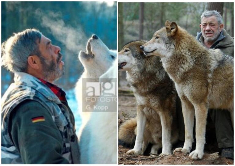 This Man Lives With A Wolf Pack and Claims That They Are not Dangerous